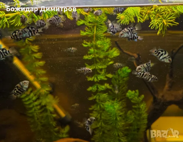 рибки син папагал  (Polar Blue Parrot Cichlid), снимка 9 - Рибки - 56085754