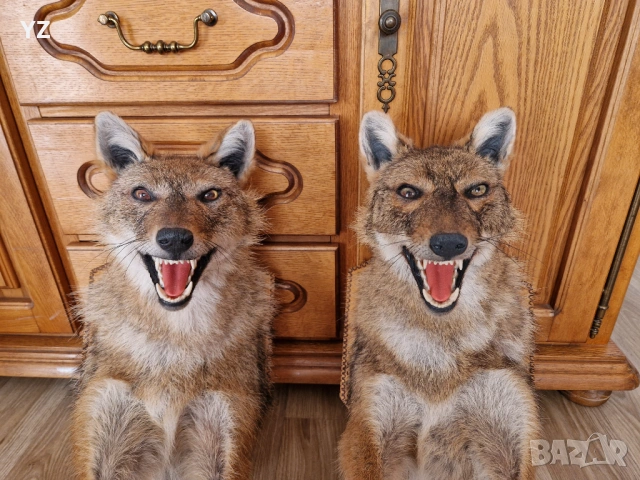 препариран чакал / трофей, снимка 4 - Декорация за дома - 54246354
