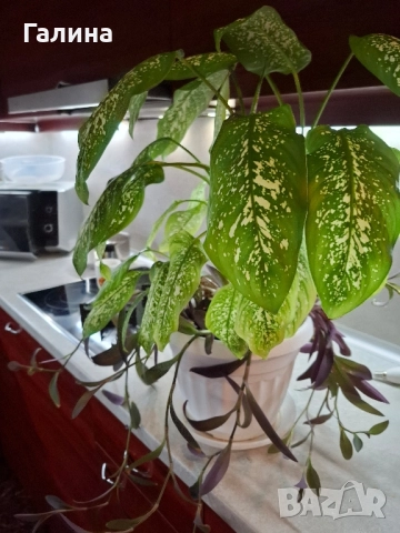 Дифенбахия в комбинация пурпорно сърце.