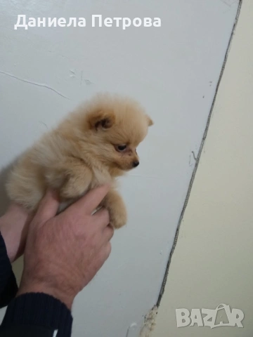 Мини померани - момиченца на 55 дни с първа ваксина, обезпаразитени и с паспорт, снимка 7 - Померан - 53099146