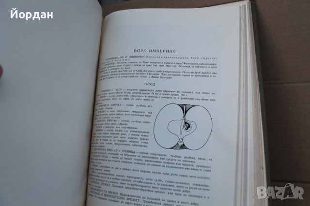 I том ''Българска помология'' 415 страници, снимка 5 - Колекции - 42756030