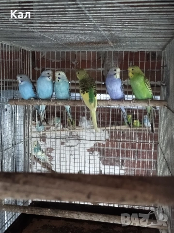 Вълнисти папагали , снимка 3 - Папагали - 53987365