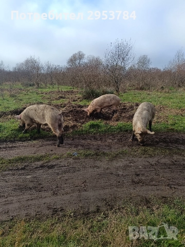 прасета , снимка 3 - Прасета - 52844873