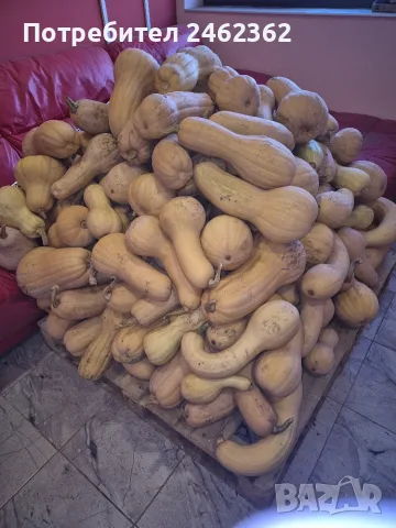 Продавам тикви цигулки, снимка 2 - Домашни продукти - 56494726