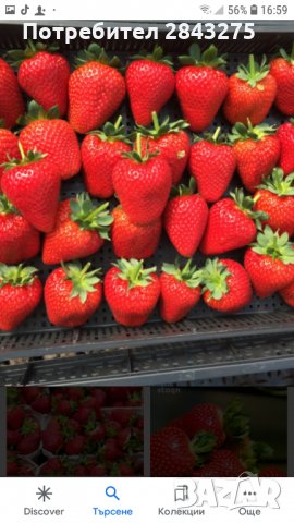 продавам расад ягоди и малини, снимка 2 - Сортови семена и луковици - 30693493