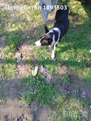 Бордър коли