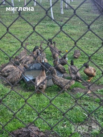 Продавам яйца от Каки Кембъл, снимка 3 - Патици и гъски - 53980359