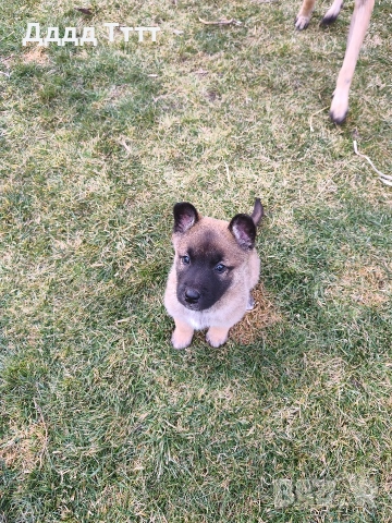 Кученца Малиноа