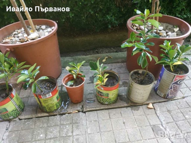 Японски чашкодрян, Euonymus japonicus, снимка 6 - Градински цветя и растения - 29283061