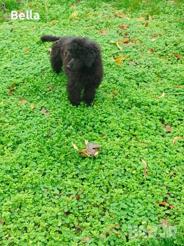 Мини пудел , снимка 3 - Пудели - 52981691