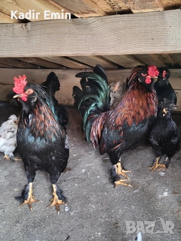 Струмски бантам петли, снимка 2 - други­ - 52673040