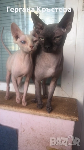 Канадски Сфинкс 