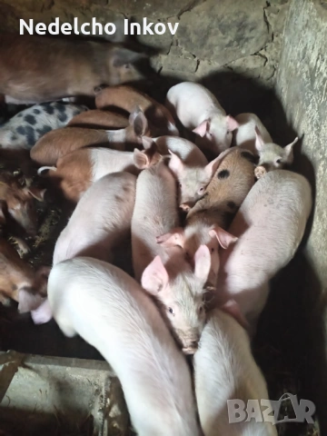 прасенца, снимка 2 - Прасета - 53147574