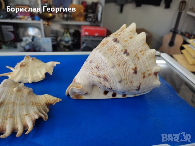 Рапан мида корал декорация, снимка 3 - Декорация за дома - 39211558