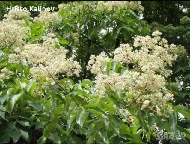 Изключително медоносни фиданки еводия и китайски мехурник, снимка 2 - Градински цветя и растения - 49021413