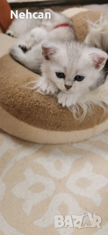 Късокосместа британска сребърна чинчила , снимка 2 - Британска късокосместа - 54361421