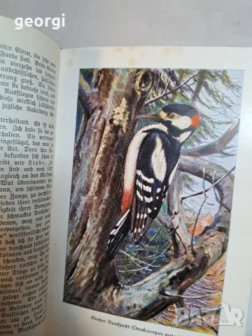 стари немски книги по зоология   10/1, снимка 10 - Антикварни и старинни предмети - 48902585