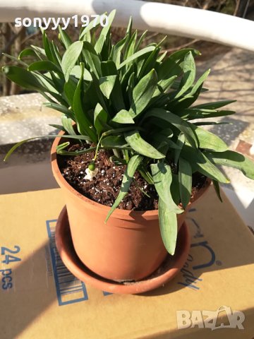 ГРЪМ ОТ КОКИЧЕТА В САКСИЯ С ЗЕМЯ И ЛУКОВИЦИ 1802241221, снимка 13 - Градински цветя и растения - 44350741