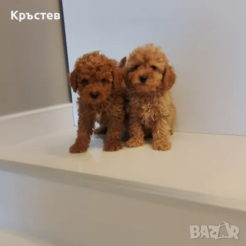 Мини Пуделчета*, снимка 2 - Пудели - 56359568