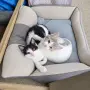 Котенца на 3 месеца, снимка 1