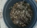 Луковици нарциси и минзухари, снимка 4
