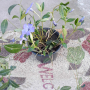 Вечнозелена Винка Минор, снимка 1 - Градински цветя и растения - 44928895