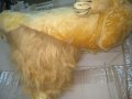 Плюшен лъв,около 1м, легнал, снимка 5