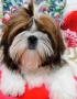 Кученца Ши Тцу /SHIH TZU FCI pedigree , снимка 1