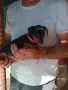 Продавам цвергпинчери., снимка 2