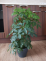 Шефлера - стайно растение / цвете, снимка 1 - Стайни растения - 44512497