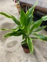 Драцена, снимка 2