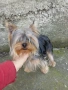 Йоркширски териер , снимка 2