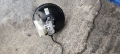 Серво усилвател спирачна помпа 9639662180 Peugeot 307 - 40лв, снимка 1