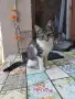 Женски котета търсят дом, снимка 4