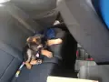 продавам немска овчарка , снимка 2