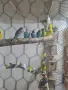 Продавам вълнисти папагали, снимка 2