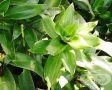 Ароматна кализия (Callisia fragans) , снимка 1 - Градински цветя и растения - 30674525
