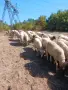 Продавам овце, мъжки шилета, кочове, снимка 2