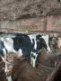 Продавам телета угоени , снимка 13