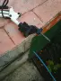 Стара чертожна лампа, снимка 4