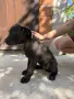 Продавам кученца Кане Корсо, снимка 8