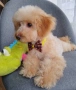 Мини пудел момченце , снимка 1