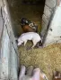 🐷 Продаваме 5 броя малки прасенца, снимка 2