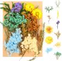 Нов комплект сухи цветя за декорация украса Арт проекти Направи си сам