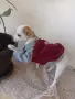 чихуахуа мини мъжки , снимка 8