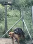 American Pitbull Terier X American bully, снимка 7