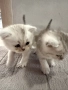 сребърни котета , снимка 1