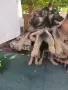 Свободни Немски овчарки , снимка 4