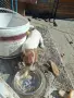 Джак ръсел териер, снимка 1