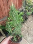 Розмарин, снимка 3